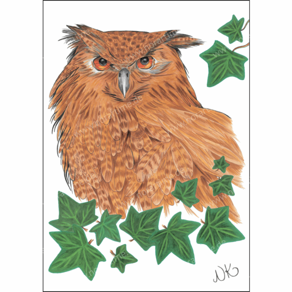 Postkarte Eule